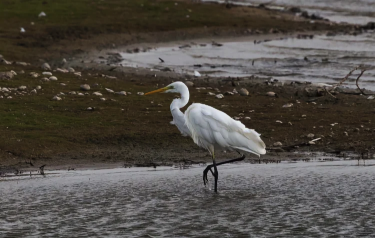 Dungeness RSPB Trail