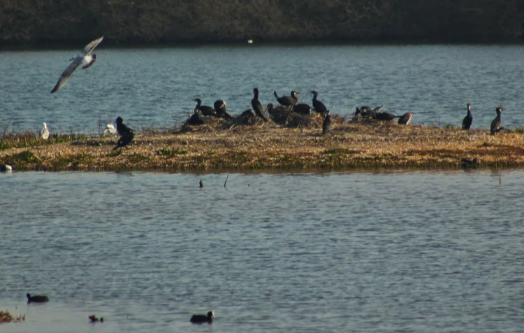 Dungeness National Nature Reserve